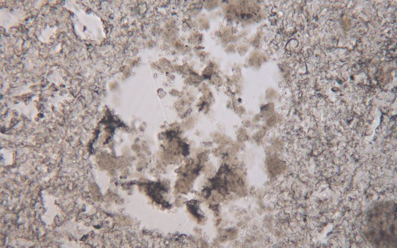 Aggregato di calcite, calcite magnesiaca e solfato di magnesio esaidrato in gesso cotto ad alta temperatura (Pietà nella Collegiata di Marienberg, PPL, larghezza immagine 400 µm)
